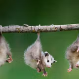 Opossum Wallpapers