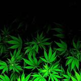 Canada Cannabis Wallpapers