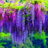 Wisteria Wallpapers