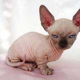Sphynx Kittens Wallpapers