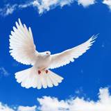 Dove Wallpapers
