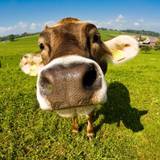 Cow Wallpapers