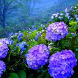 Hydrangea Wallpapers