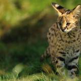 Serval Wallpapers