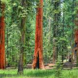Sequoia Wallpapers