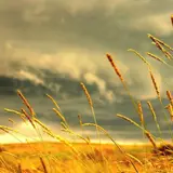 Field Wallpapers