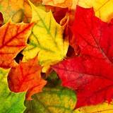Autumn Leaves HD Wallpapers