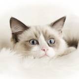 Ragdoll Wallpapers