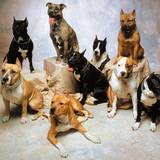 Dog Breeds Wallpapers