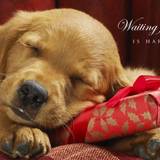 Dog Christmas Wallpapers