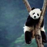 Panda Cub Wallpapers