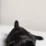 Black Pugs Wallpapers