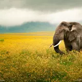 National Geographic Wallpapers