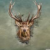 Deer Wallpapers