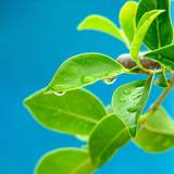 Leaf Wallpapers