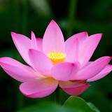 Lotus Wallpapers
