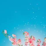 Spring 2019 Wallpapers