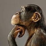 Chimpanzee Wallpapers