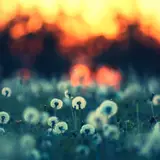 Dandelion Wallpapers