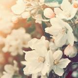Aesthetic Spring Flowers Wallpapers