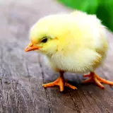Chick Wallpapers