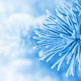 Macro Winter Wallpapers
