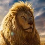 Lion 4k Wallpapers