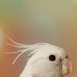 Cockatiel Parrot Wallpapers