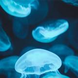 Blue IPhone 11 Wallpapers