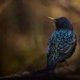 Starling Wallpapers
