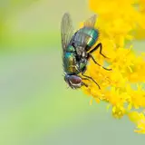 Fly Insect Wallpapers