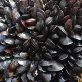 Mussels Wallpapers
