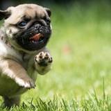 Adorable Pugs Wallpapers