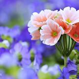 4K Flowers Wallpapers