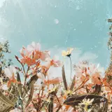 aesthetic spring wallpapers