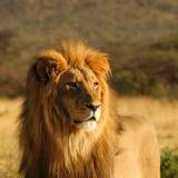 Summer Lion Wallpapers
