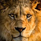 Animal Lion HD Wallpapers