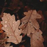 Dark Vintage Autumn Wallpapers