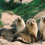 Seals And Sea Lions Wallpapers