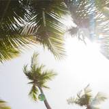 Summer IPhone 11 Wallpapers