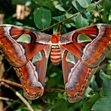 Atlas Moth Wallpapers
