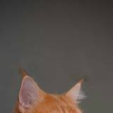 Cute Fluffy Cats Wallpapers