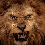 Lion Close Up Face Angry Wallpapers