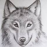 Wolf Pencil Drawings Wallpapers