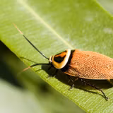 Cockroach Wallpapers