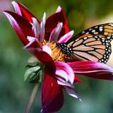 Beautiful DP Wallpapers