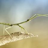 Stick Insects Wallpapers