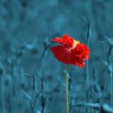 Selective Color Wallpapers