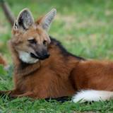 Maned Wolf Wallpapers