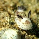 Sea Bunny Wallpapers
